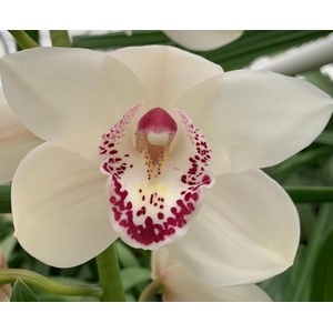 Cymbidium Magic Whity 80 cm X2 Koningshof