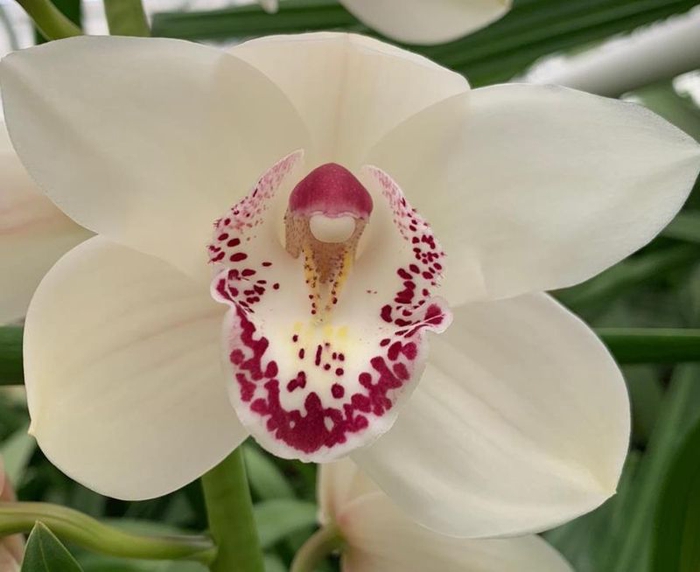 <h4>Cymbidium Magic Whity 80 cm X2 Koningshof</h4>