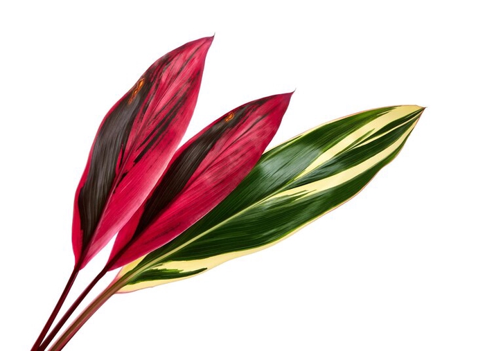 <h4>FOLHAGEM CORDYLINE FRUTICOSA RED EDGE</h4>
