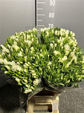 <h4>Godetia Salmon</h4>