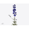 Delphinium Be Atlantis