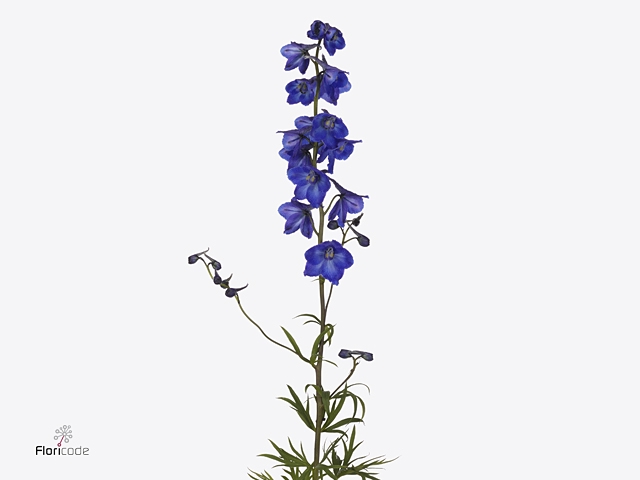 Delphinium Be Atlantis