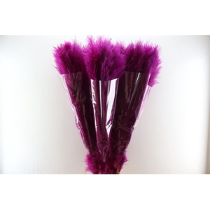 Dried Cortaderia Lao Grass Bleach Cerise P Stem