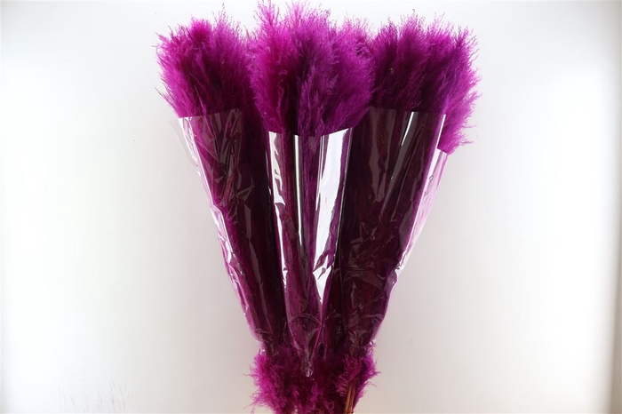 <h4>Dried Cortaderia Lao Grass Bleach Cerise P Stem</h4>