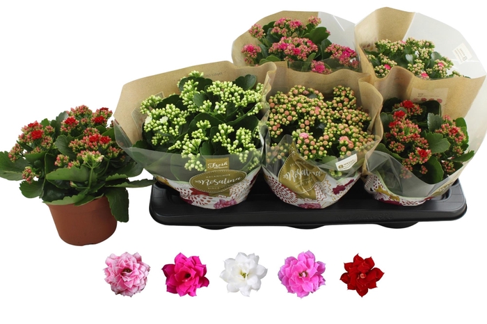 <h4>KAL GE RO GEM 5 KL</h4>