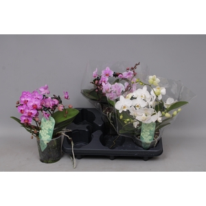 PHAL MF GEM 3 KL
