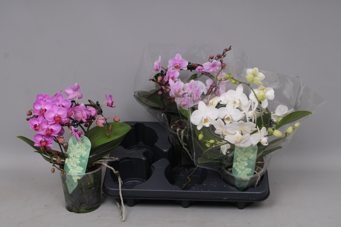 <h4>PHAL MF GEM 3 KL</h4>