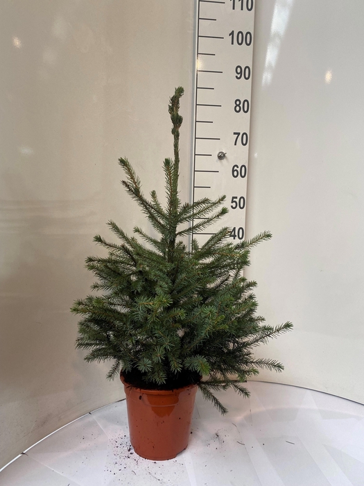 <h4>PICEA OMORIKA</h4>