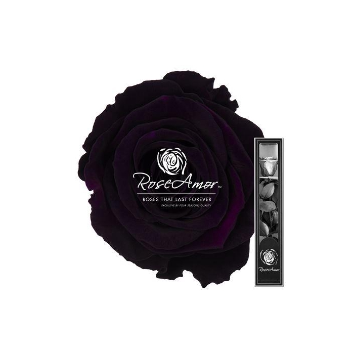 <h4>30cm Stem Pur01</h4>