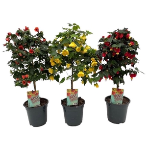 Abutilon Overig stam Mix