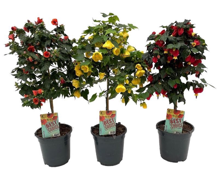 Abutilon Overig stam Mix
