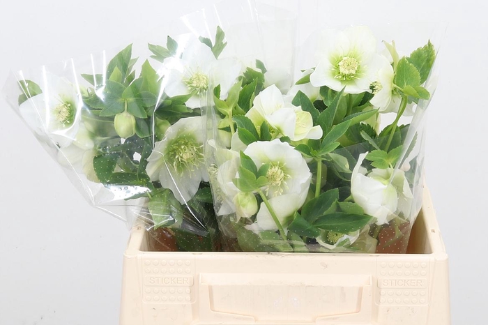 <h4>Helleb Queens White</h4>