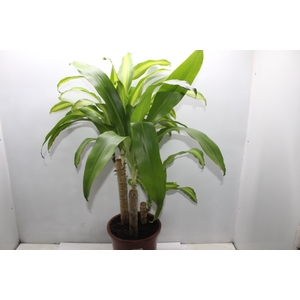 DRACENA MASSANGEANA P24