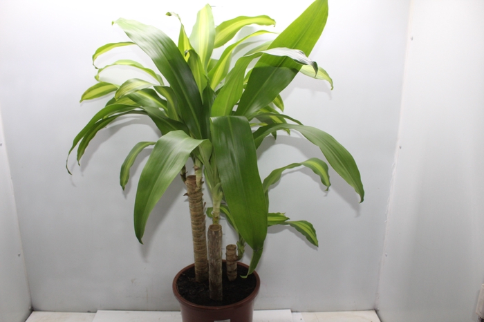 <h4>DRACENA MASSANGEANA P24</h4>