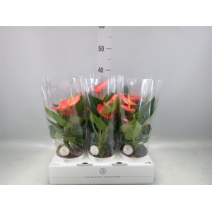 Anthurium andr. 'Livium Orange'