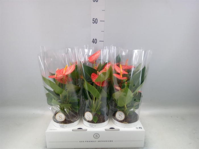 <h4>Anthurium andr. 'Livium Orange'</h4>