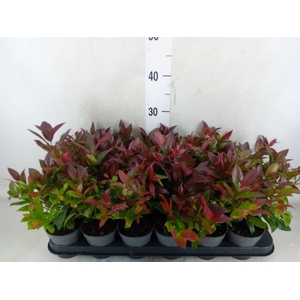 Leucothoe axillaris 'Zeblid'