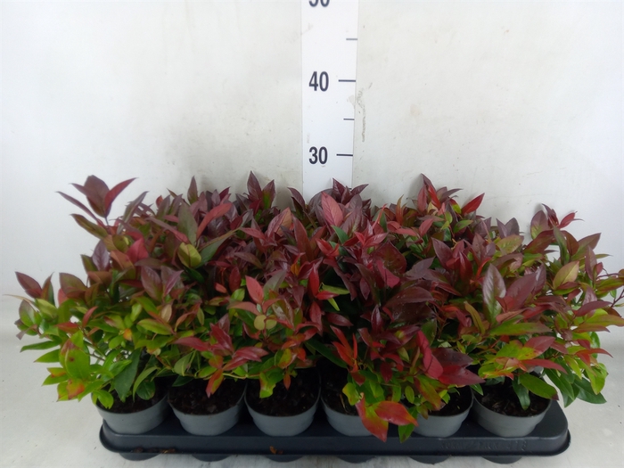 <h4>Leucothoe axillaris 'Zeblid'</h4>