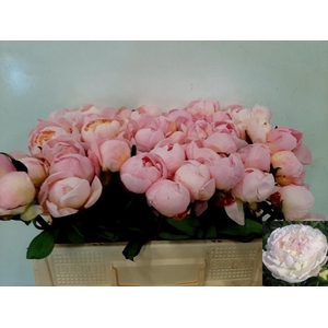 PAEO L FLOR NICHOLLS