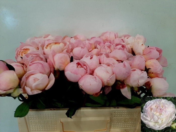 <h4>PAEO L FLOR NICHOLLS</h4>
