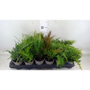 Juniperus   ...
