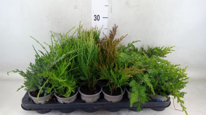 <h4>Juniperus   ...</h4>