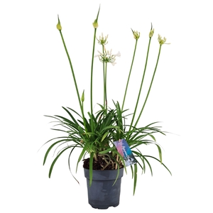 Agapanthus Pitchoune White