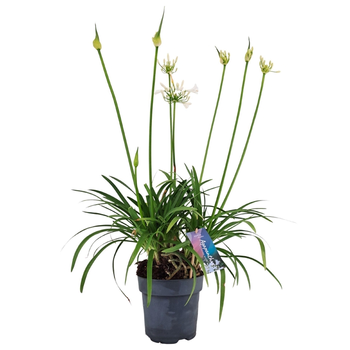 <h4>Agapanthus Pitchoune White</h4>