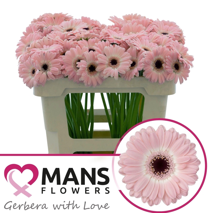 <h4>GE MI DIXON</h4>