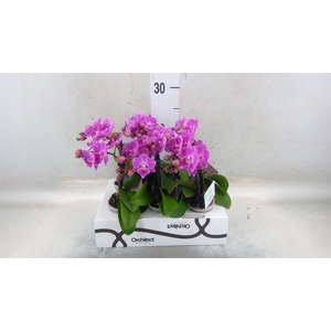 Phalaenopsis   ...mini