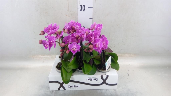 <h4>Phalaenopsis ...mini</h4>