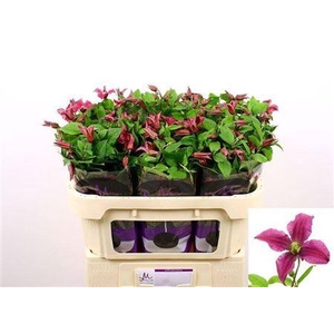 Clematis Amazing Kyiv 70cm