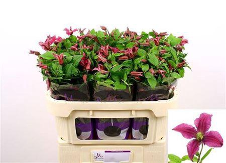<h4>Clematis Amazing Kyiv 70cm</h4>