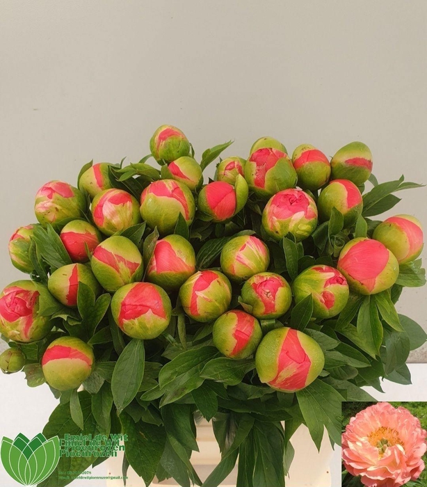 <h4>PAEO CORAL SUNSET</h4>