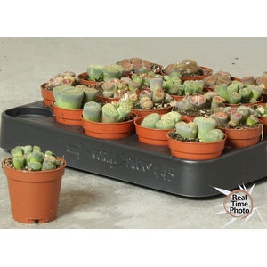LITHOPS