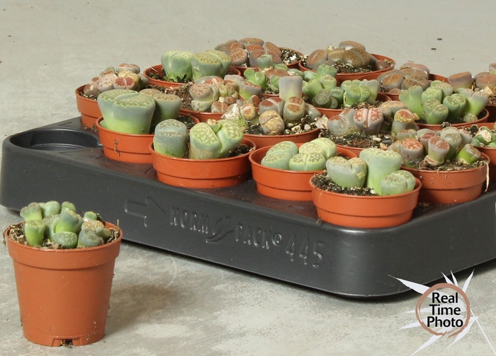 <h4>LITHOPS</h4>