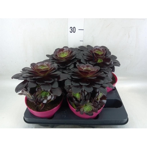 Aeonium arboreum 'Velours'