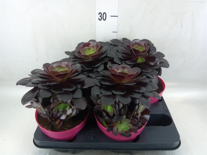 <h4>Aeonium arboreum 'Velours'</h4>