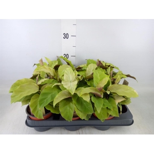 Calathea  'Fusion Yellow'