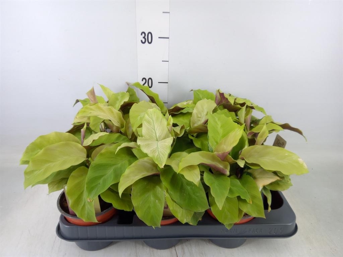 <h4>Calathea  'Fusion Yellow'</h4>