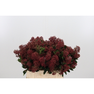 Skimmia Rubella