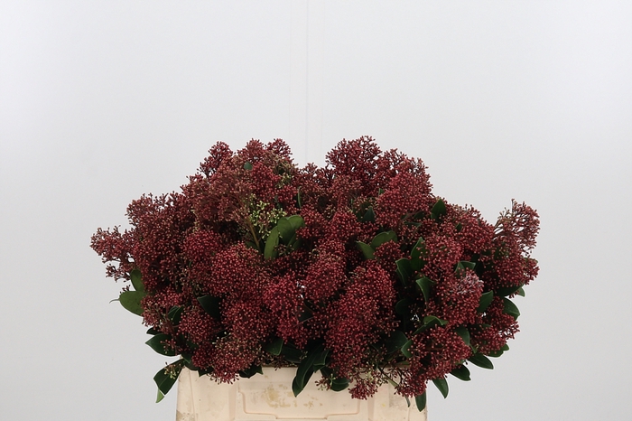 <h4>Skimmia Rubella</h4>