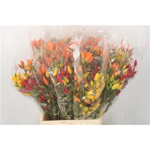 Pepers Paprika Mix Per Bunch