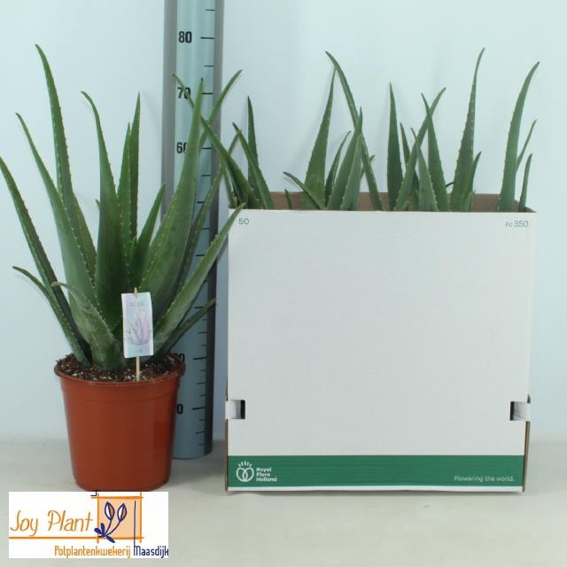 <h4>ALOE VERA</h4>