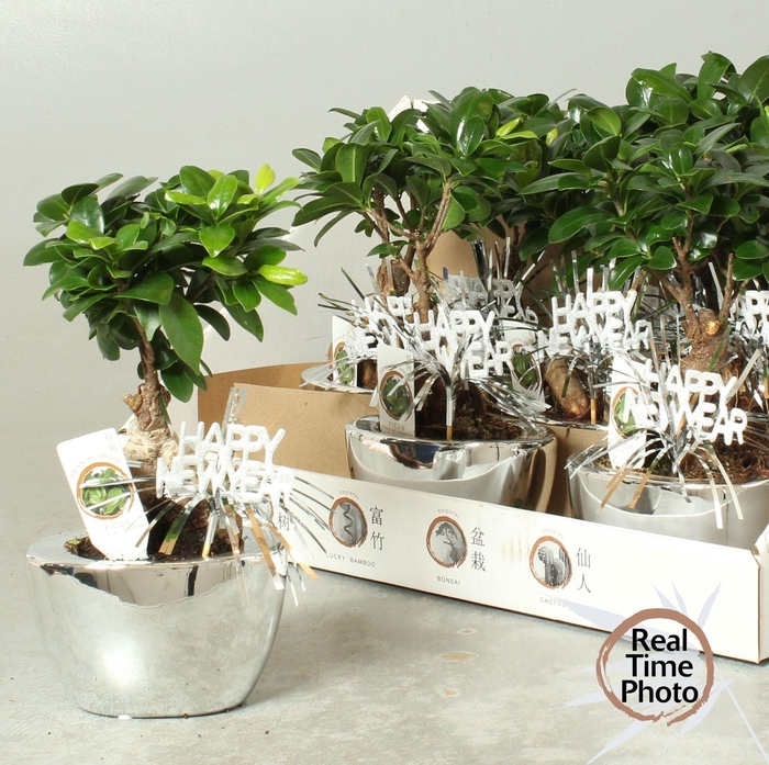 <h4>FIC MI GINSENG</h4>