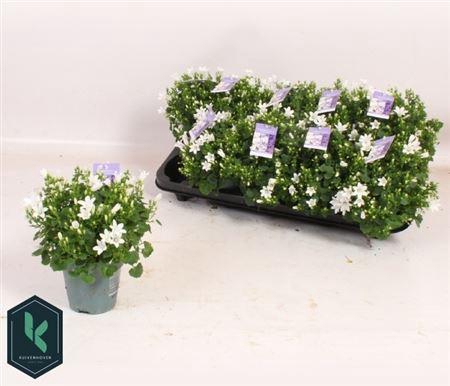 Camp Portenschlagian White