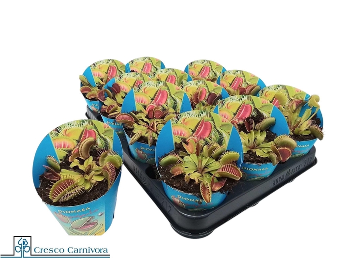 <h4>DIONAEA MUSCIPULA</h4>