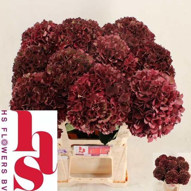 <h4>Hydrangea Magical Rubyred CL</h4>