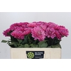 Dahlia Annamarie
