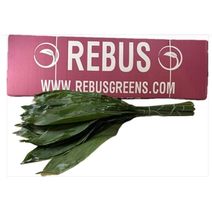 ASPIDISTRA  70 CM REBUS
